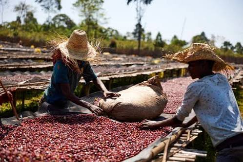 Coffee cherries drying on raised beds at Biru Coffee Washing Station