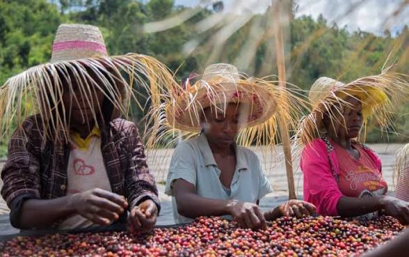 Workers hand-sorting coffee cherries at Sidama Highlands Coffee